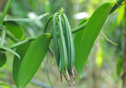 bg-small-leaf